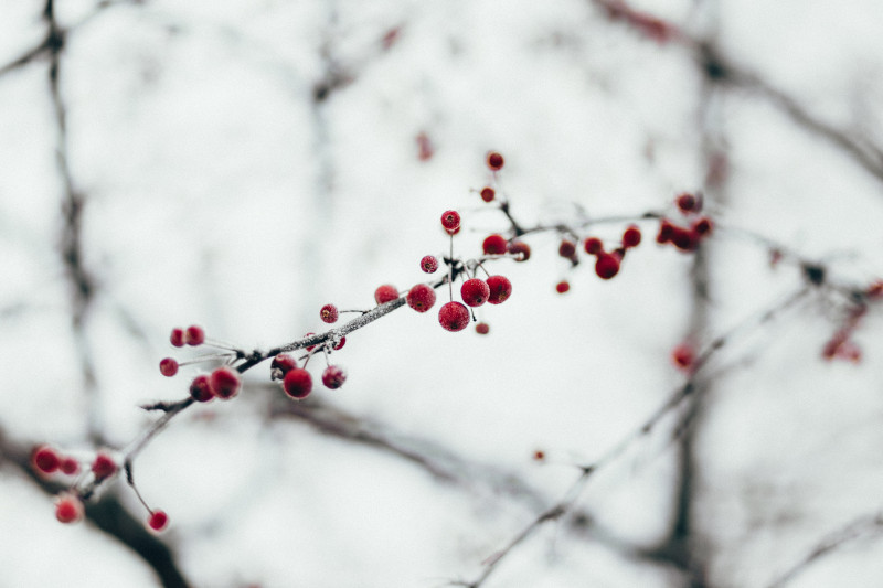 Winter seizoenslunch